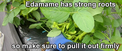 About to pull out the edamame
