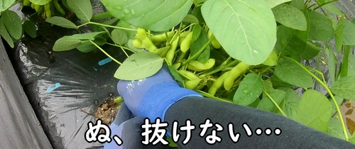 枝豆を抜こうとしているところ