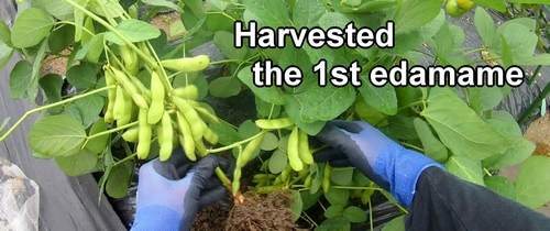 I harvested the first edamame plant