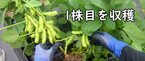 1株目の枝豆を収穫