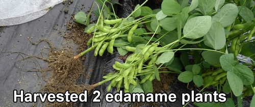 Harvested two edamame bean plants