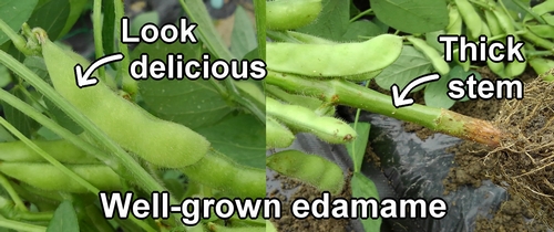 Well-grown edamame