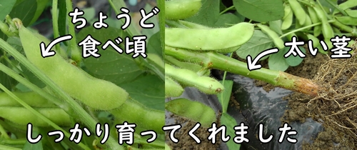 サヤが膨らんだ枝豆と茎