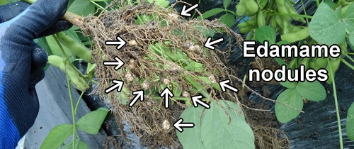 Edamame nodules