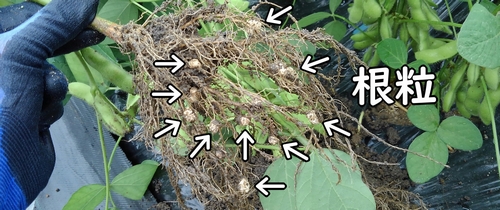 枝豆の根についている根粒