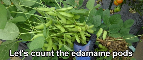 Let's count the edamame pods