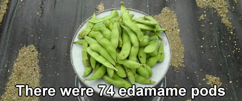There were 74 edamame pods
