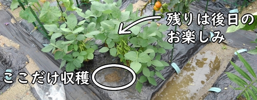 残りの枝豆は後日収穫します