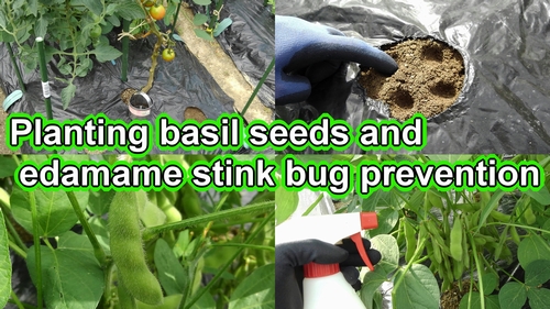 Planting basil seeds and edamame stink bug prevention