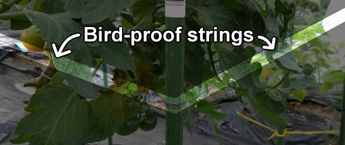 Bird-proof strings (fishline)