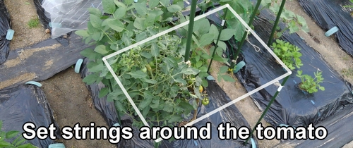 We surrounded the tomato with bird-proof strings