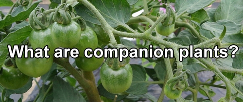 What are companion plants?