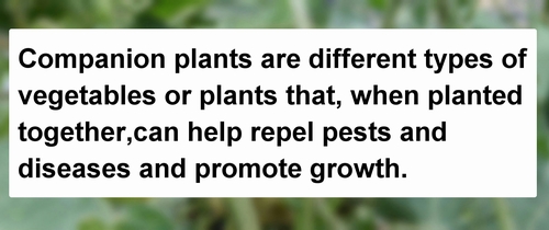 Description of companion plants