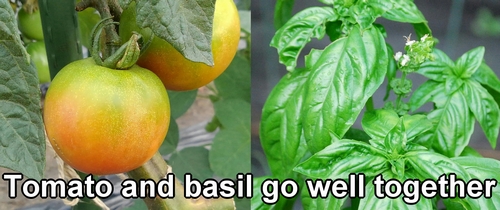 Tomatoes and basil go well together
