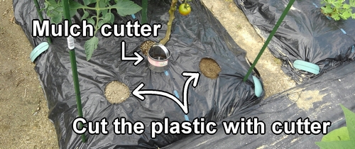 Cut the plastic with a mulch cutter
