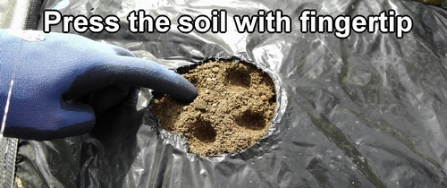 Make a small indentation in the soil with your fingertip