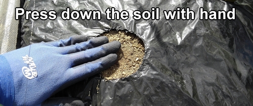 Press down the soil with hand