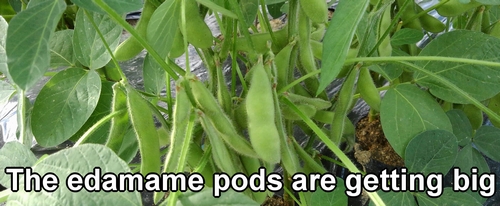 Edamame bean plants