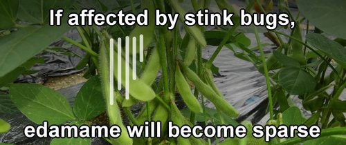 If affected by stink bugs, the edamame will become sparse