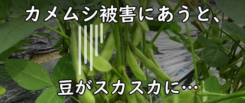 カメムシ被害にあうと、豆がスカスカに