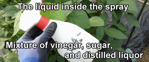 The liquid mixed with vinegar, sugar, and shochu (distilled liquor)