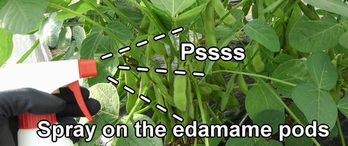 Spray on the edamame pods