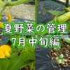 きゅうりや落花生の栽培（きゅうりの摘心、落花生の土寄せなど）