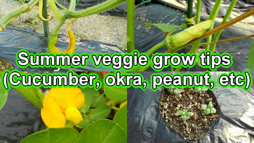 Pruning cucumbers and hilling up peanuts