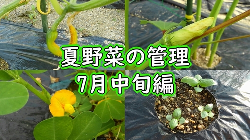 きゅうりの摘心や落花生の土寄せ