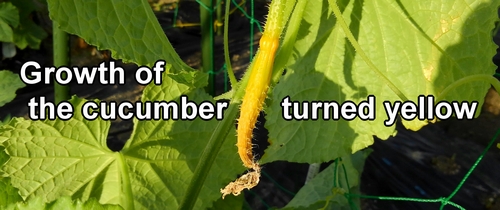 Growth of the cucumber is turning yellow