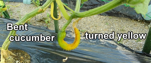 Bent cucumbers are also turning yellow