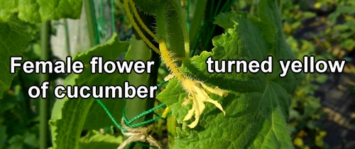 Female flowers of the cucumber are also turning yellow