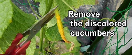 Remove the discolored cucumbers
