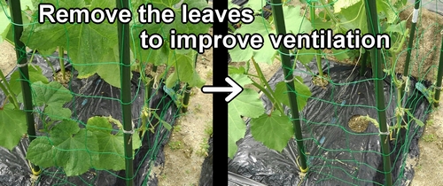 Remove the cucumber leaves to improve ventilation