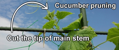 Cucumber pruning