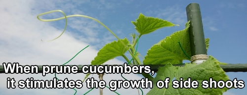 When you prune cucumbers, it stimulates the growth of side shoots