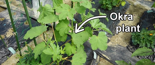 Okra plant