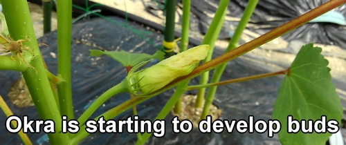 Okra flower