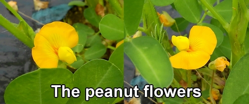The peanut flowers