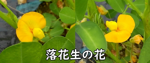 落花生の花