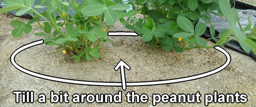 Till a bit around the peanut plants