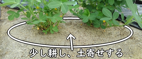 落花生の周囲を中耕する