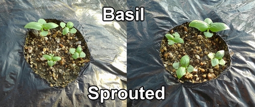 Sprouted basil