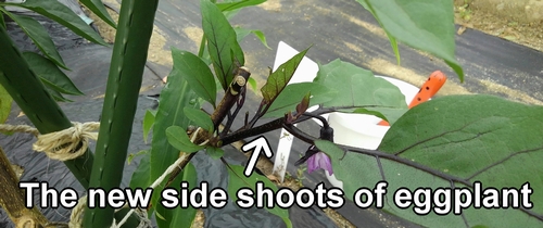 The new side shoots of the eggplants