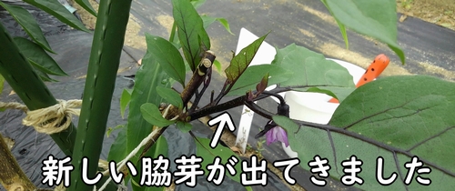 ナスの新しい脇芽