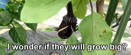 The eggplant fruit