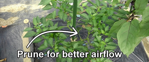 Prune for improved ventilation in green peppers