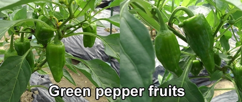Green pepper fruits