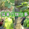 猛暑の野菜栽培（落花生やオクラ、きゅうりなどの栽培経過）