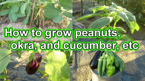 The cultivation progress of peanuts, okra, and etc